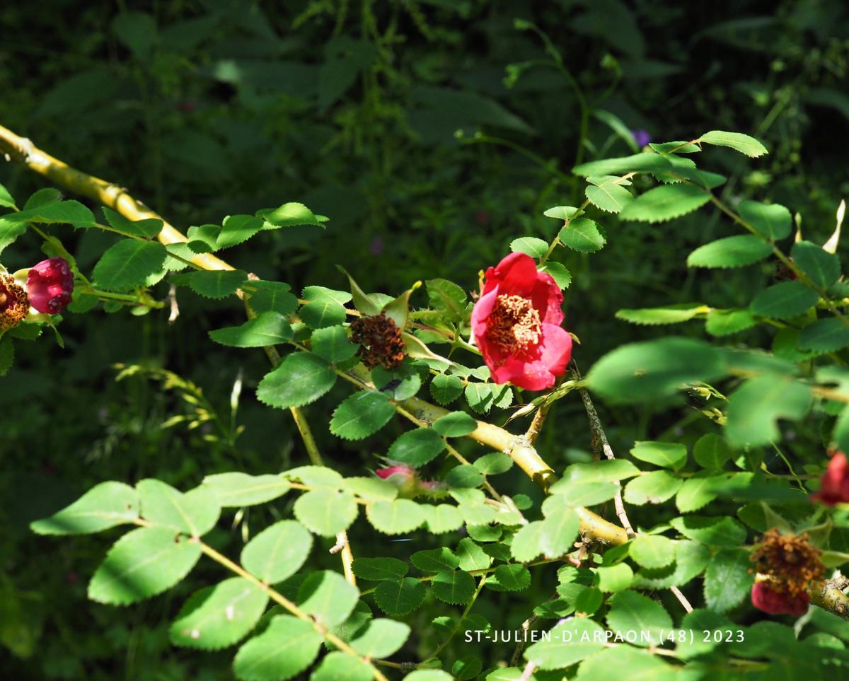 Rose, Moyes plant
